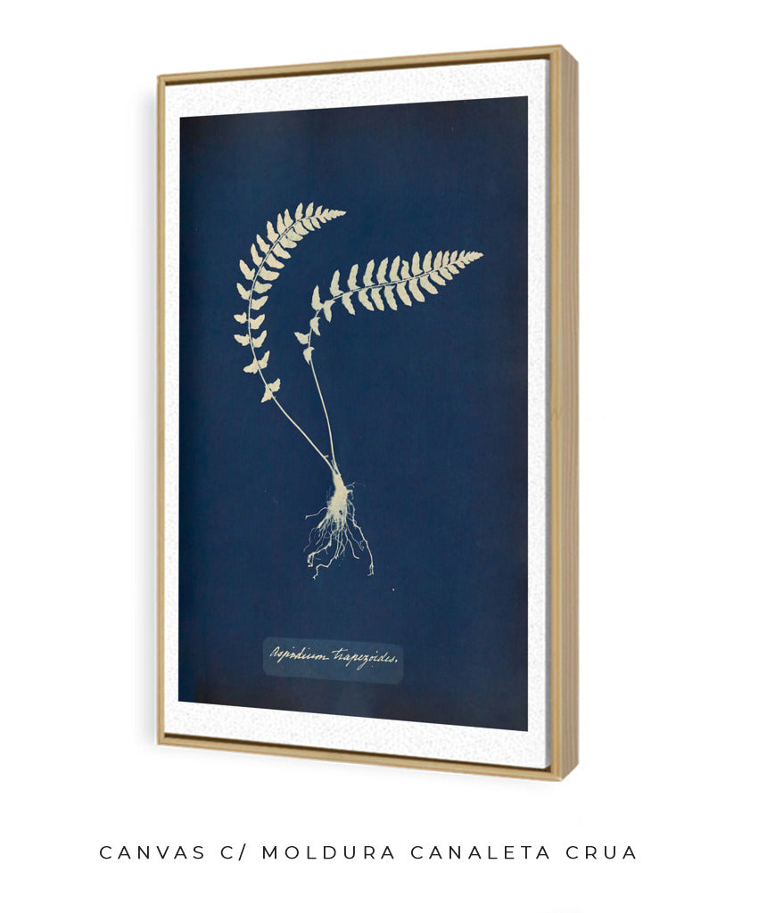 Anna Atkins VIII