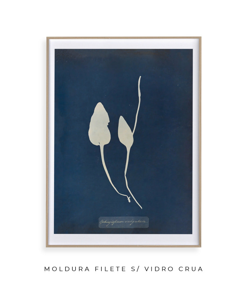 Anna Atkins III