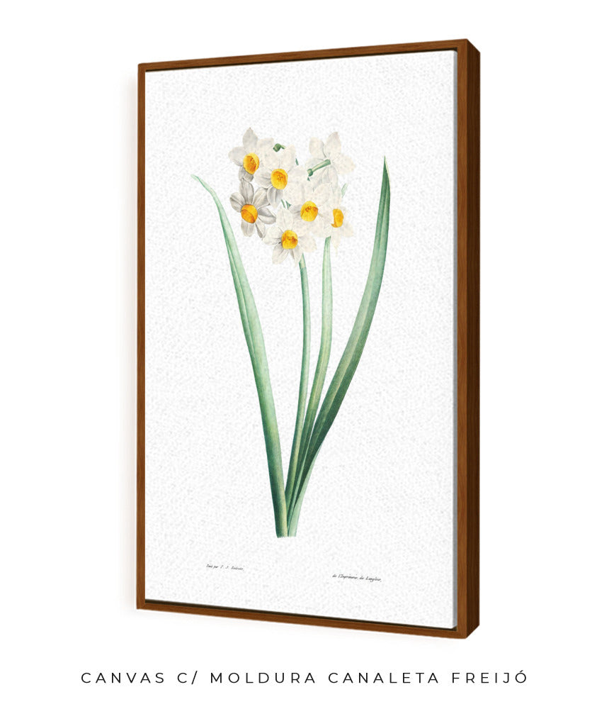Narcisos