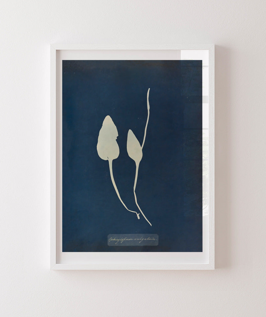 Anna Atkins III