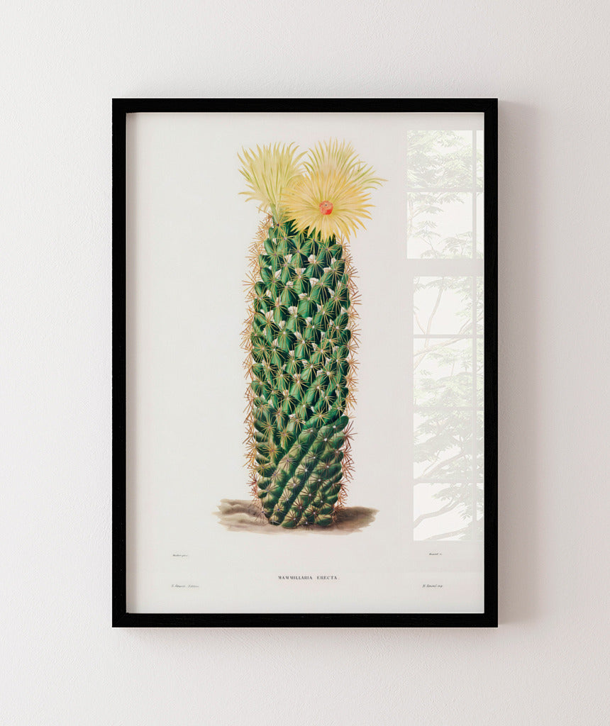 Mammillaria Erecta