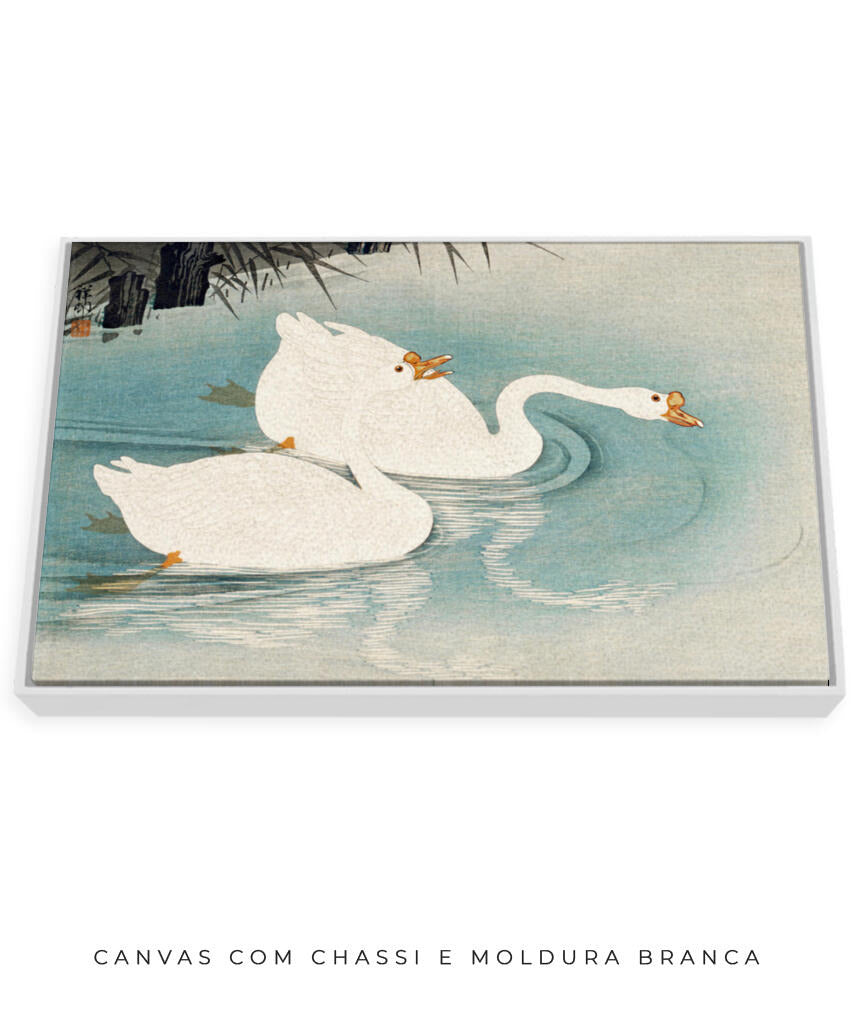 Os Cisnes