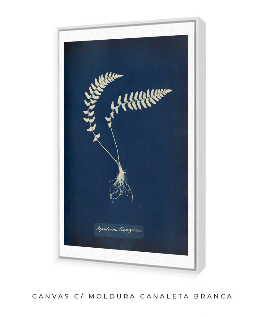 Anna Atkins VIII