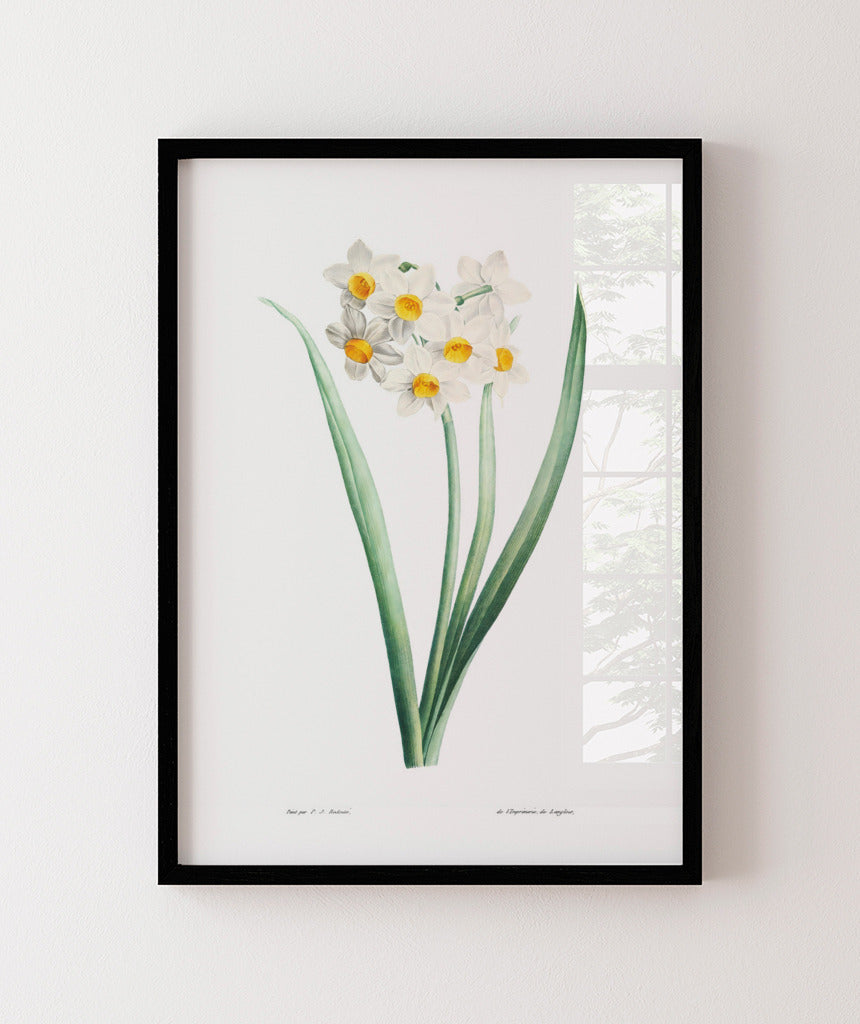 Narcisos