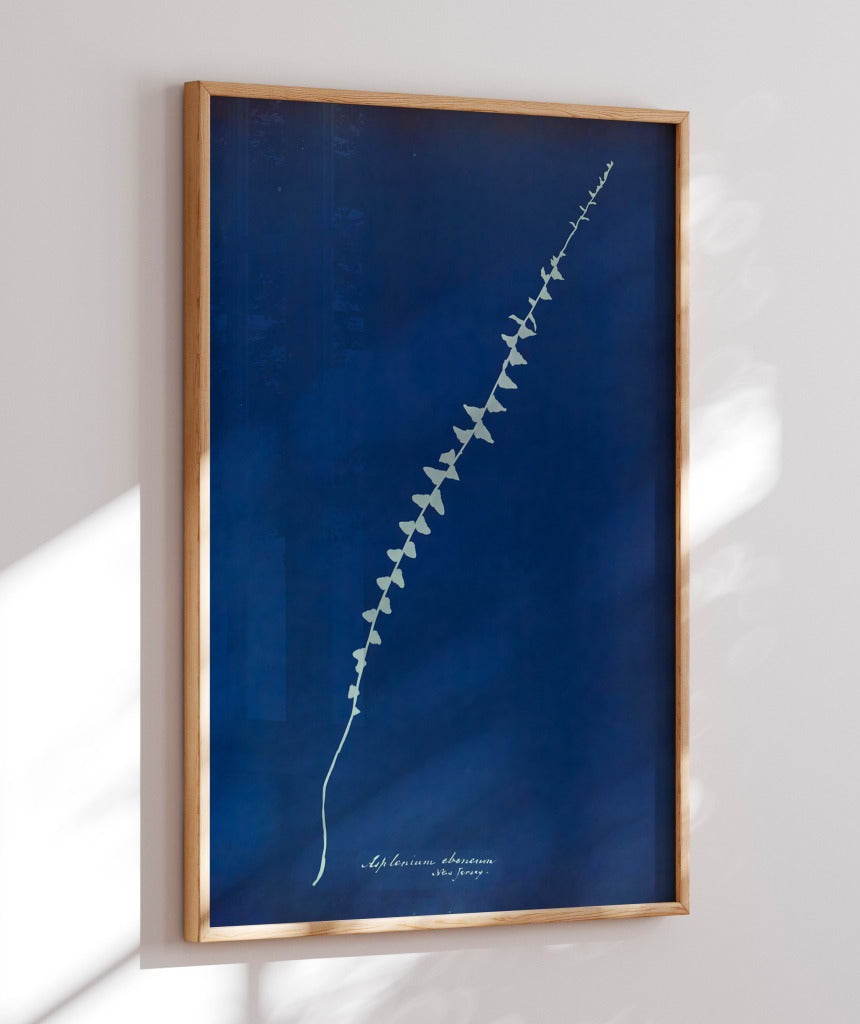 Anna Atkins VI
