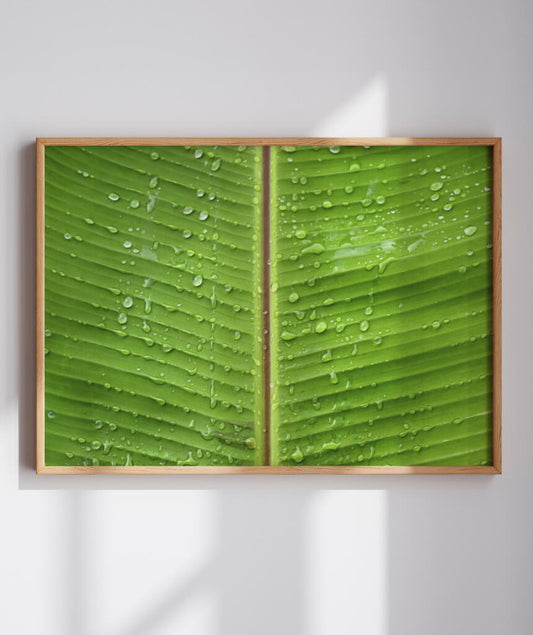 Orvalho na folha de bananeira II