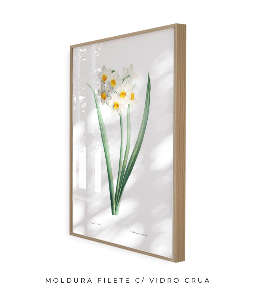 Narcisos
