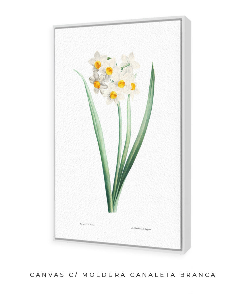 Narcisos