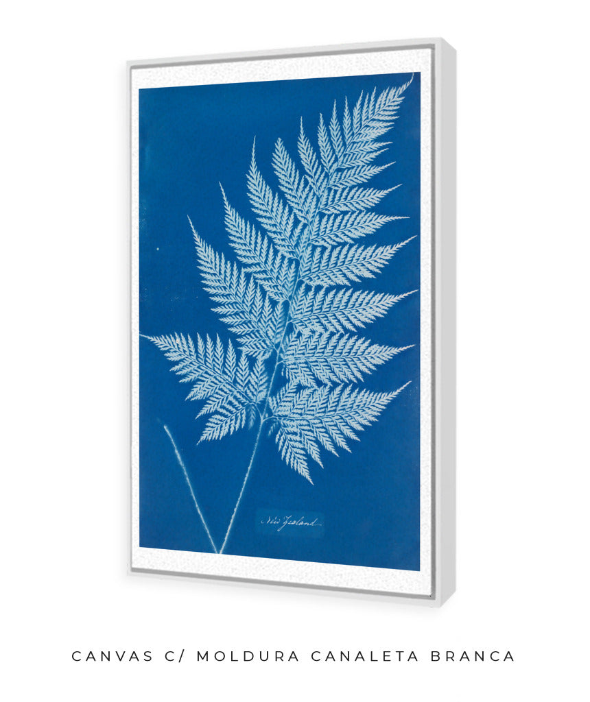 Anna Atkins II