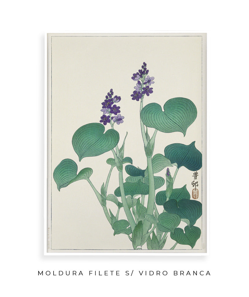 Blooming Hosta