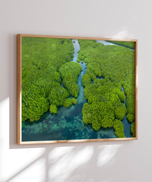 O Pulmão do Planeta