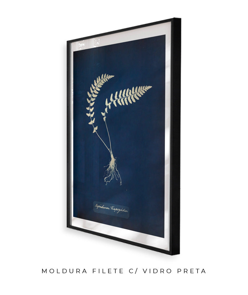 Anna Atkins VIII