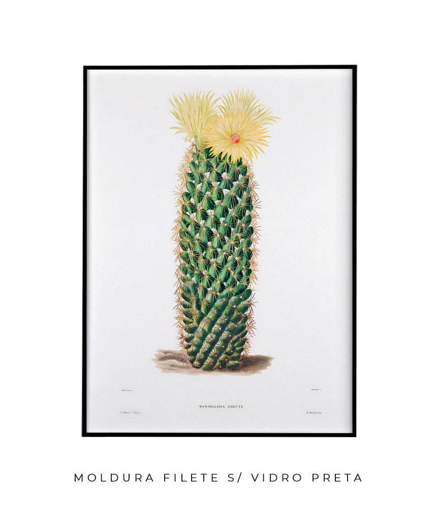 Mammillaria Erecta
