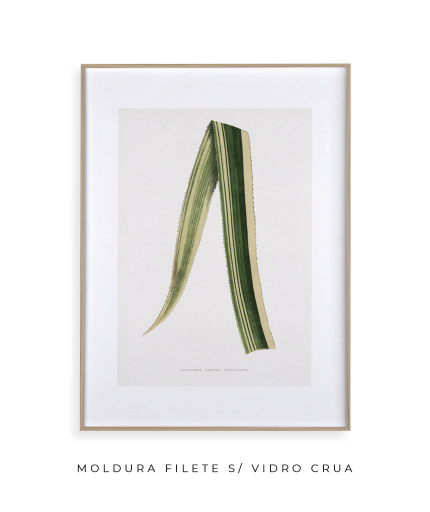 Folhas IV