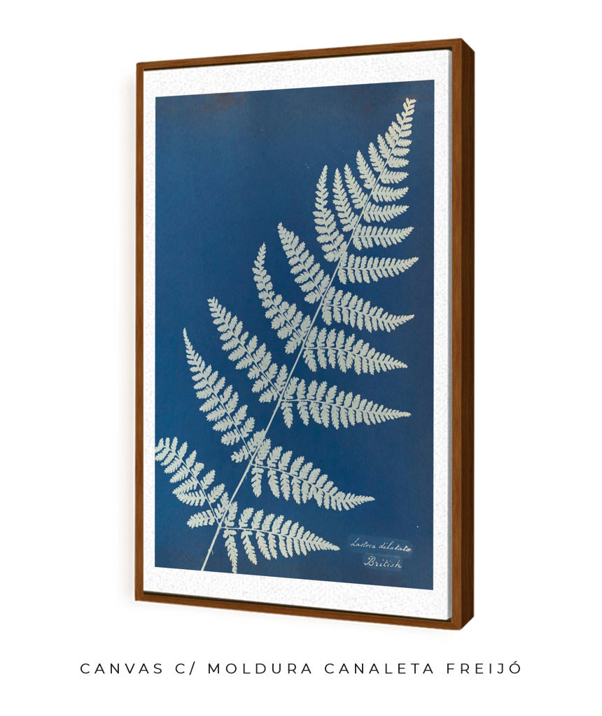 Anna Atkins IV
