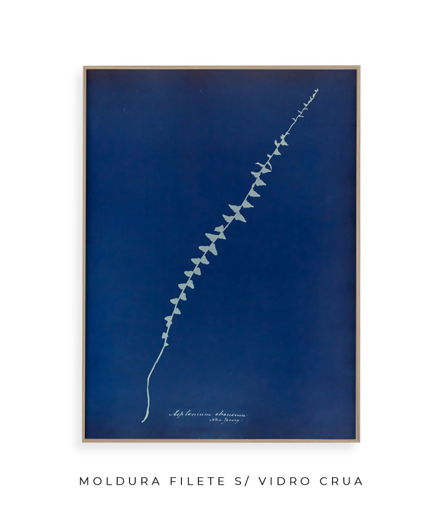 Anna Atkins VI