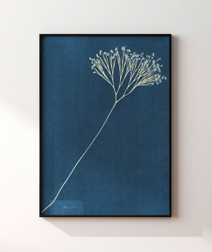 Anna Atkins VII