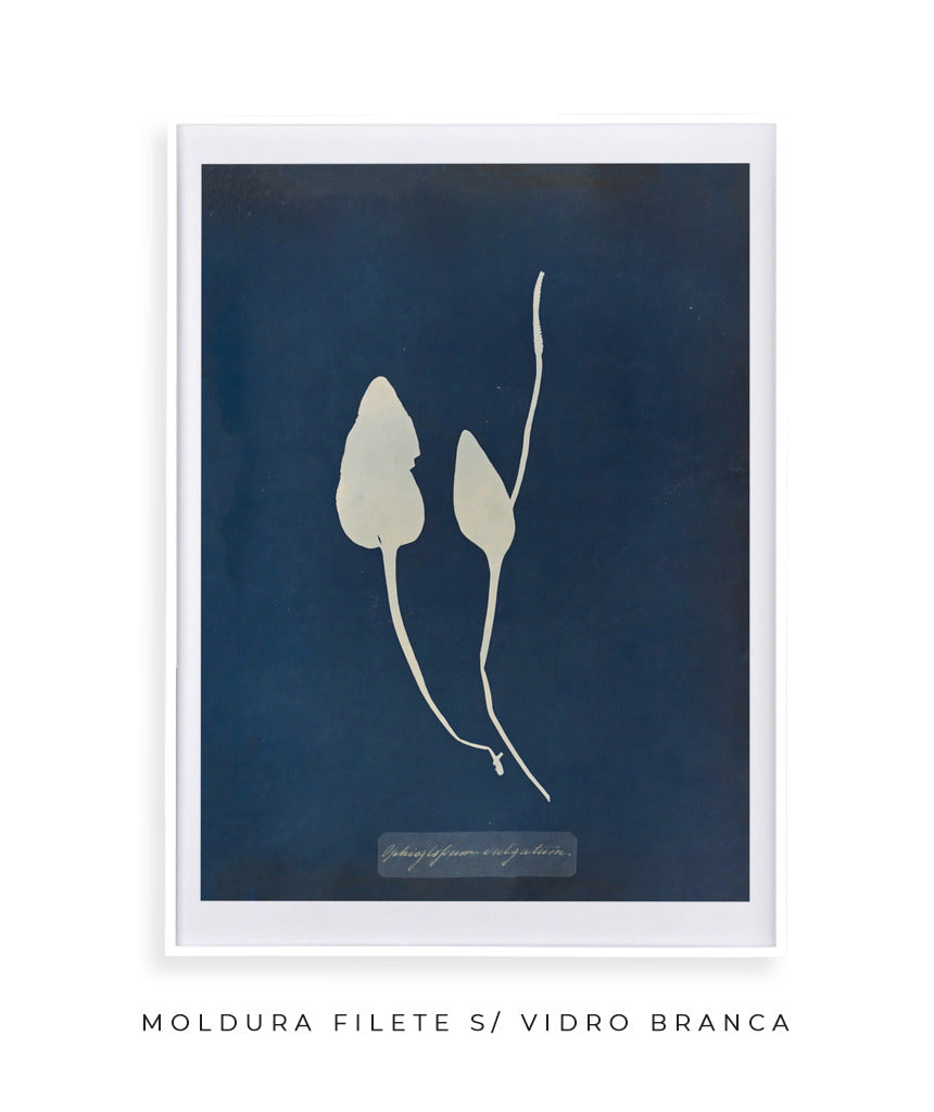 Anna Atkins III