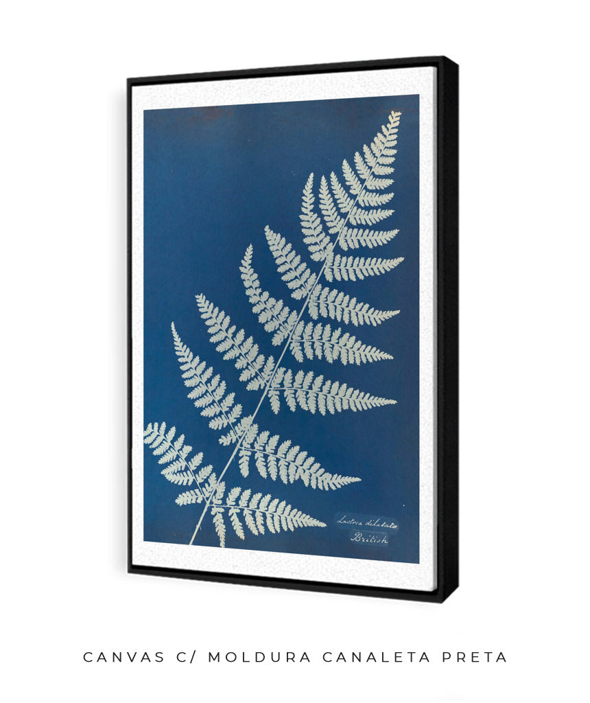 Anna Atkins IV