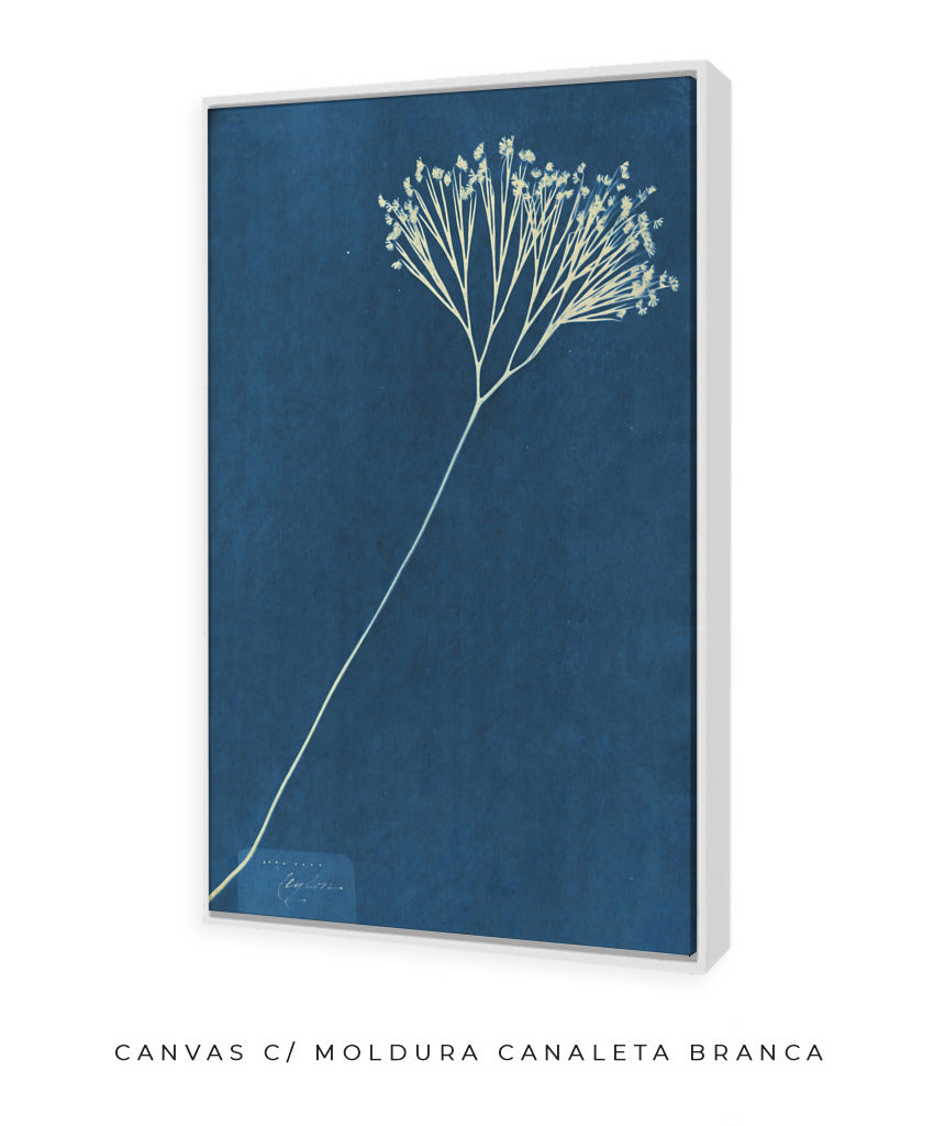 Anna Atkins VII