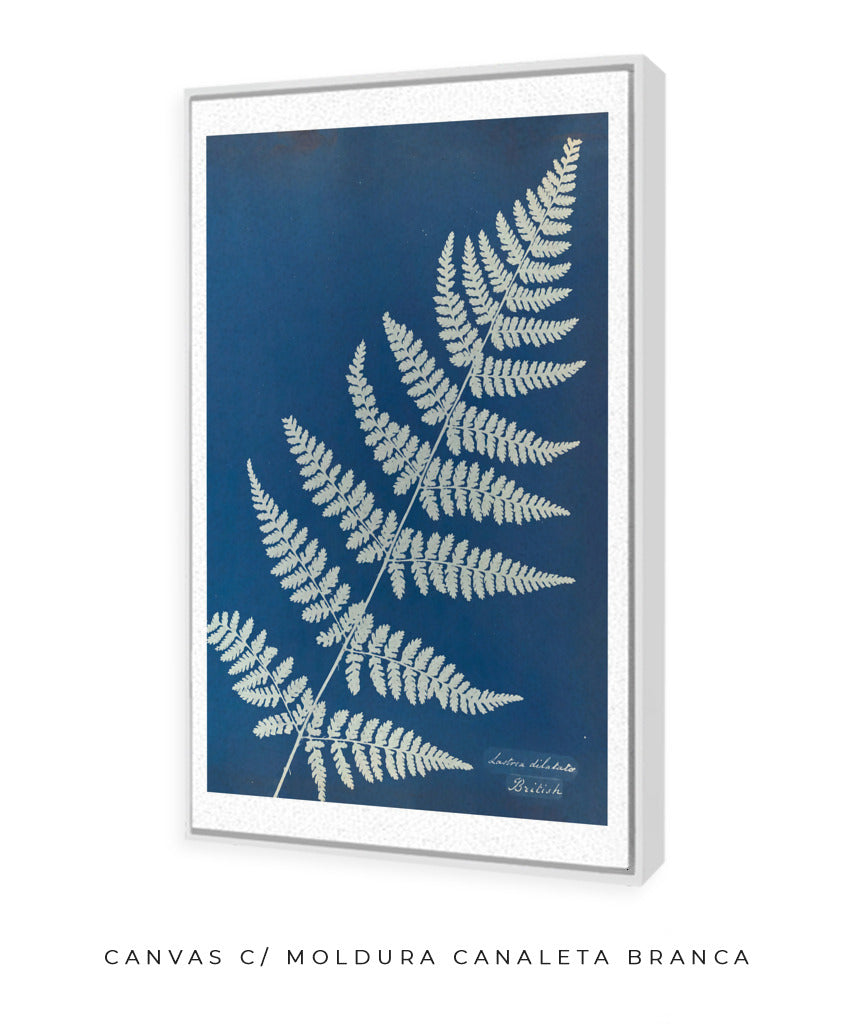 Anna Atkins IV