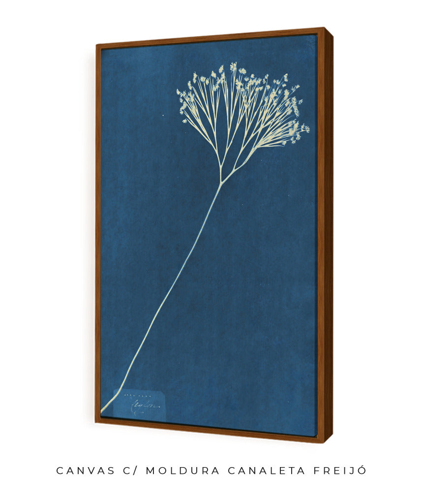 Anna Atkins VII