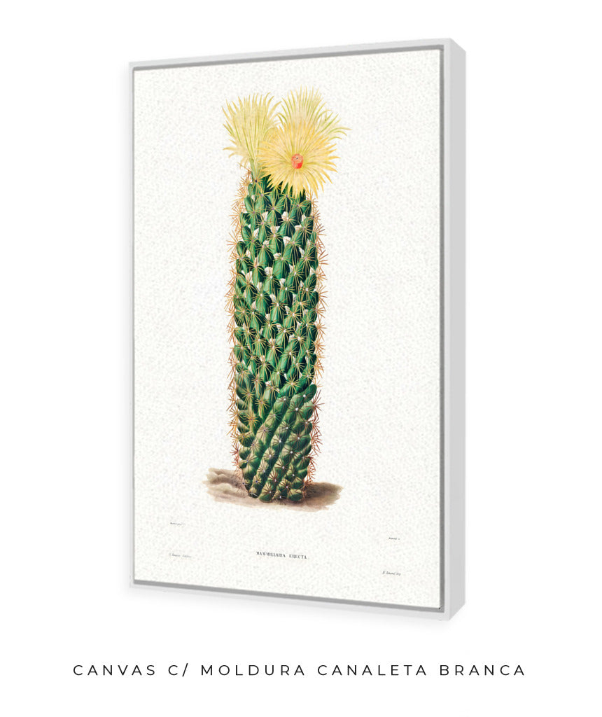 Mammillaria Erecta