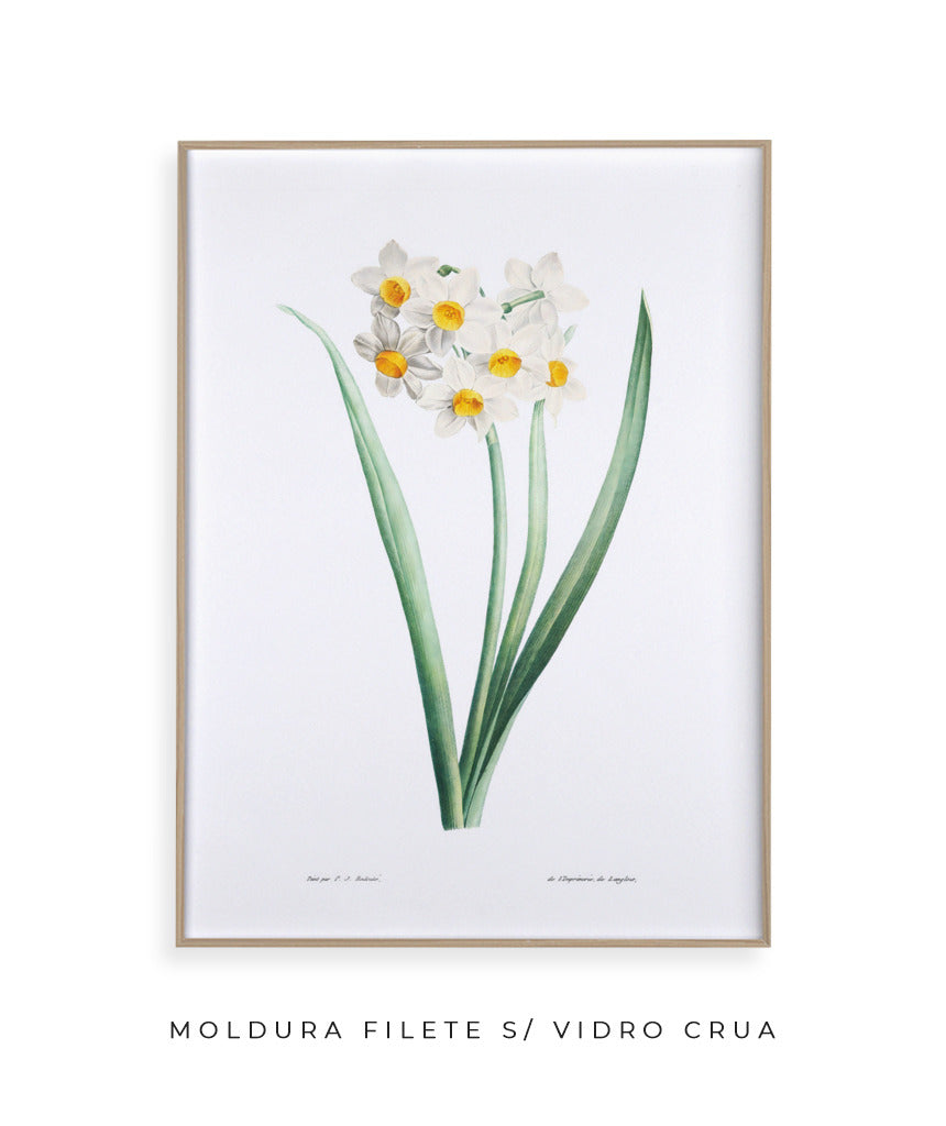 Narcisos