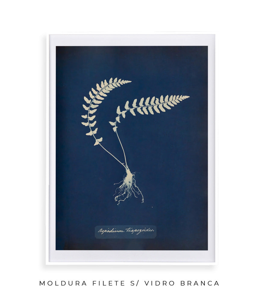 Anna Atkins VIII