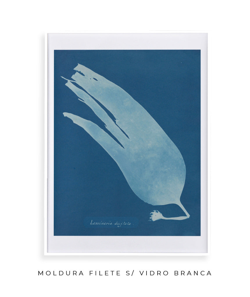 Anna Atkins I
