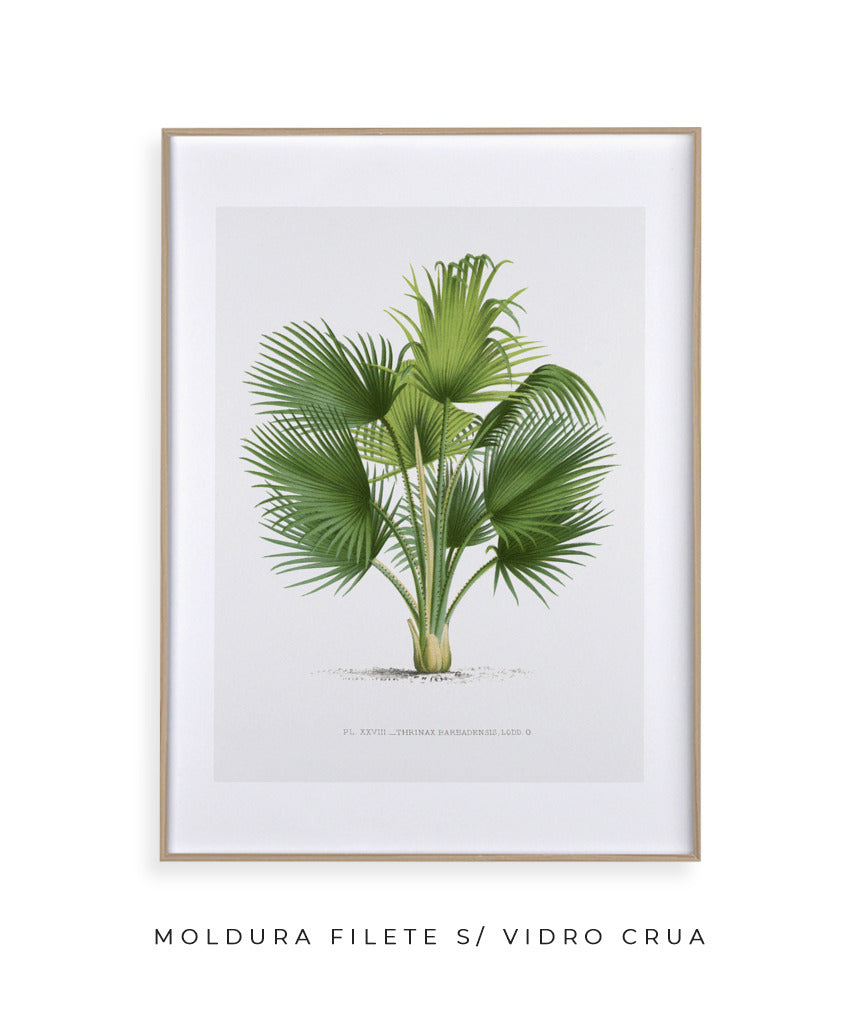 Palmeira I
