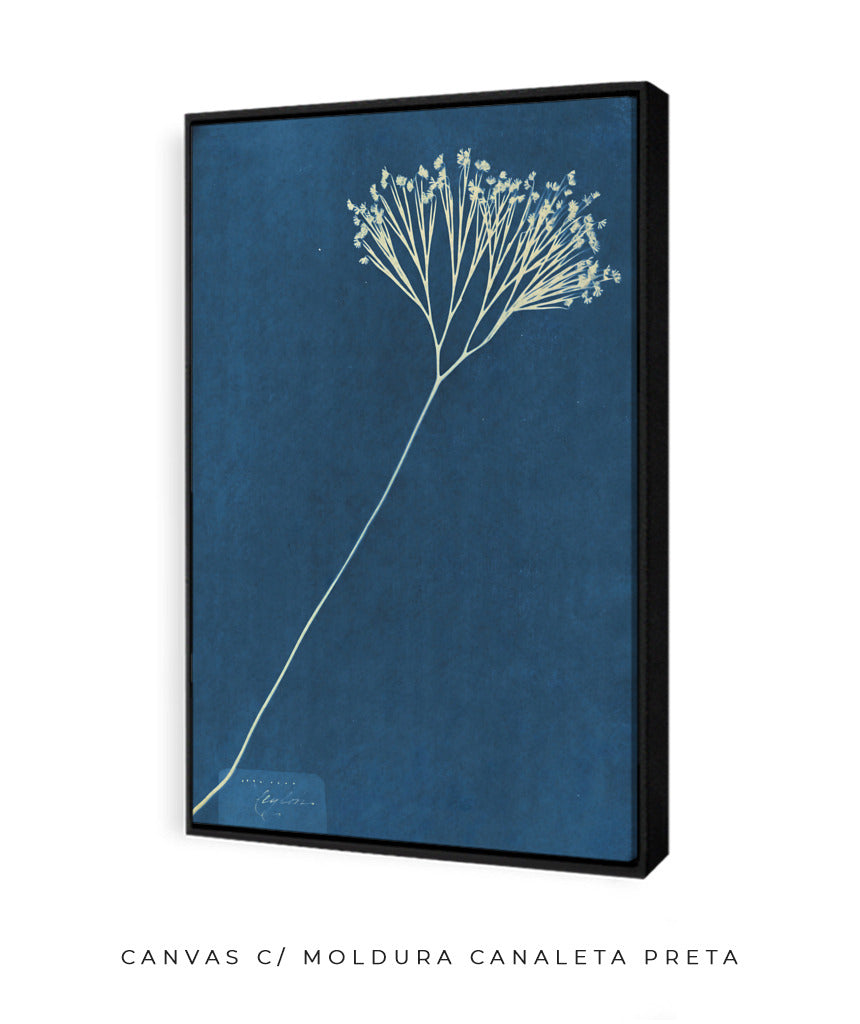 Anna Atkins VII