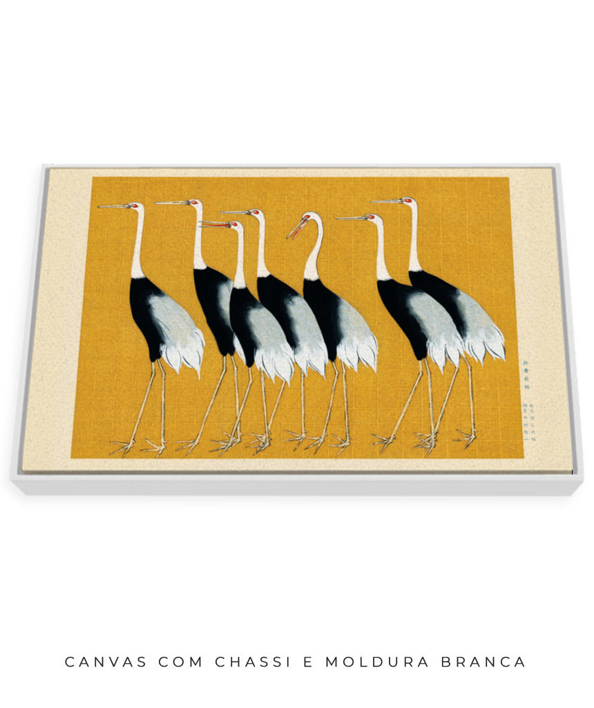 Aves II