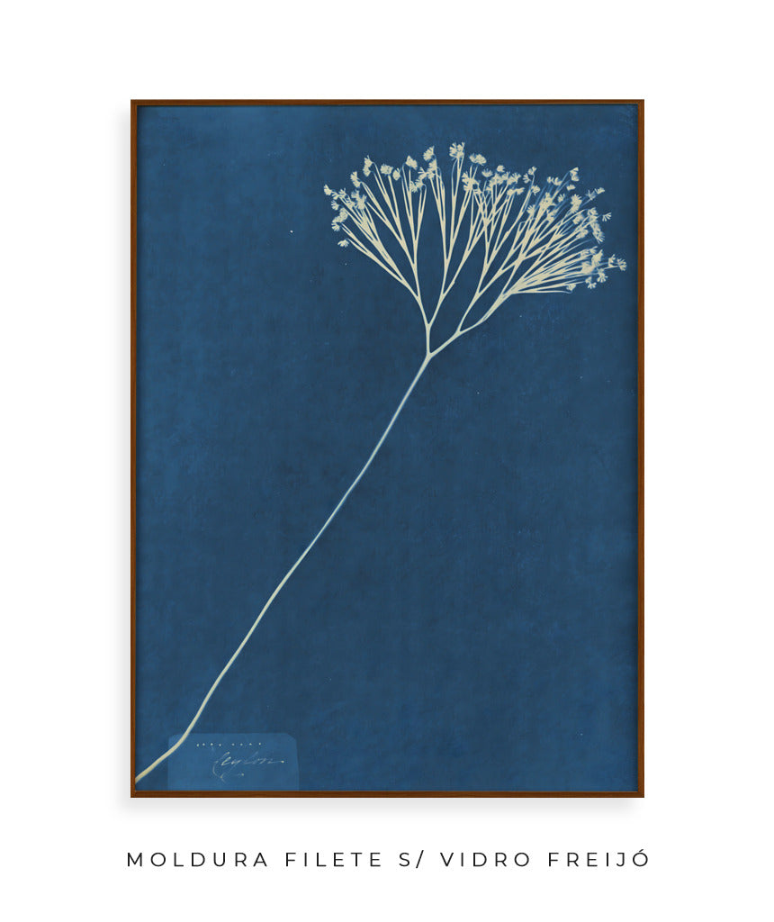 Anna Atkins VII