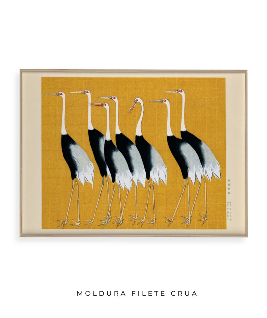 Aves II