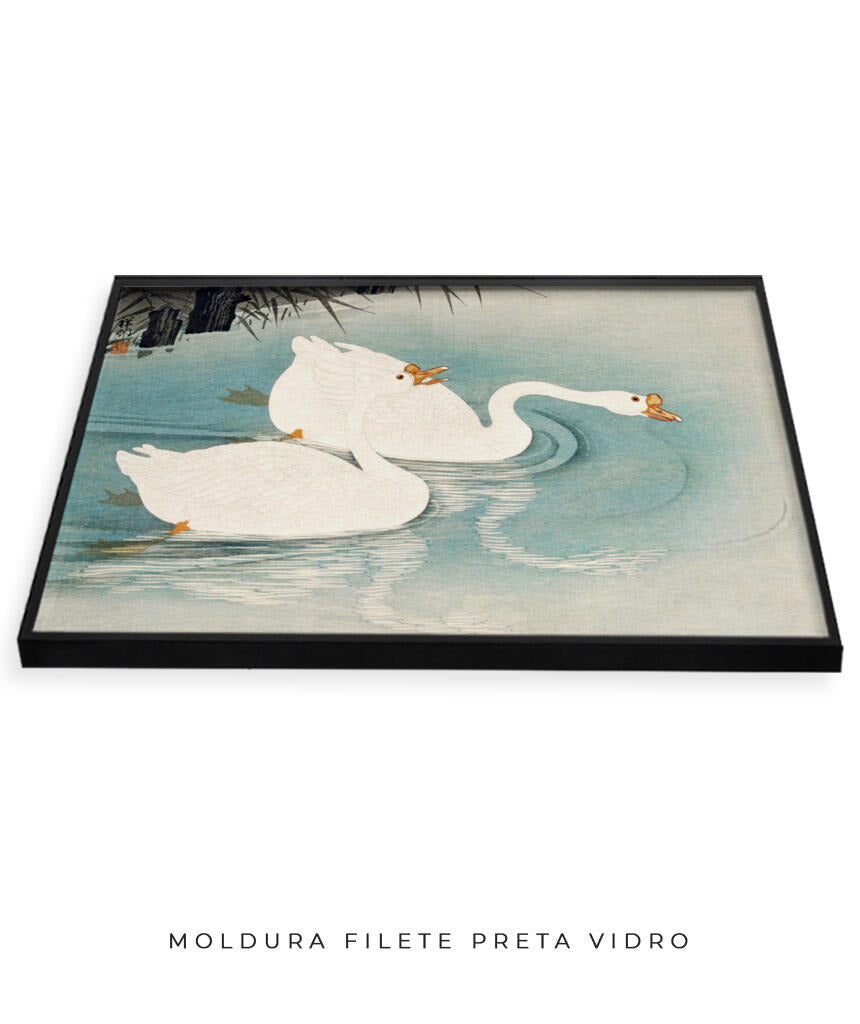 Os Cisnes
