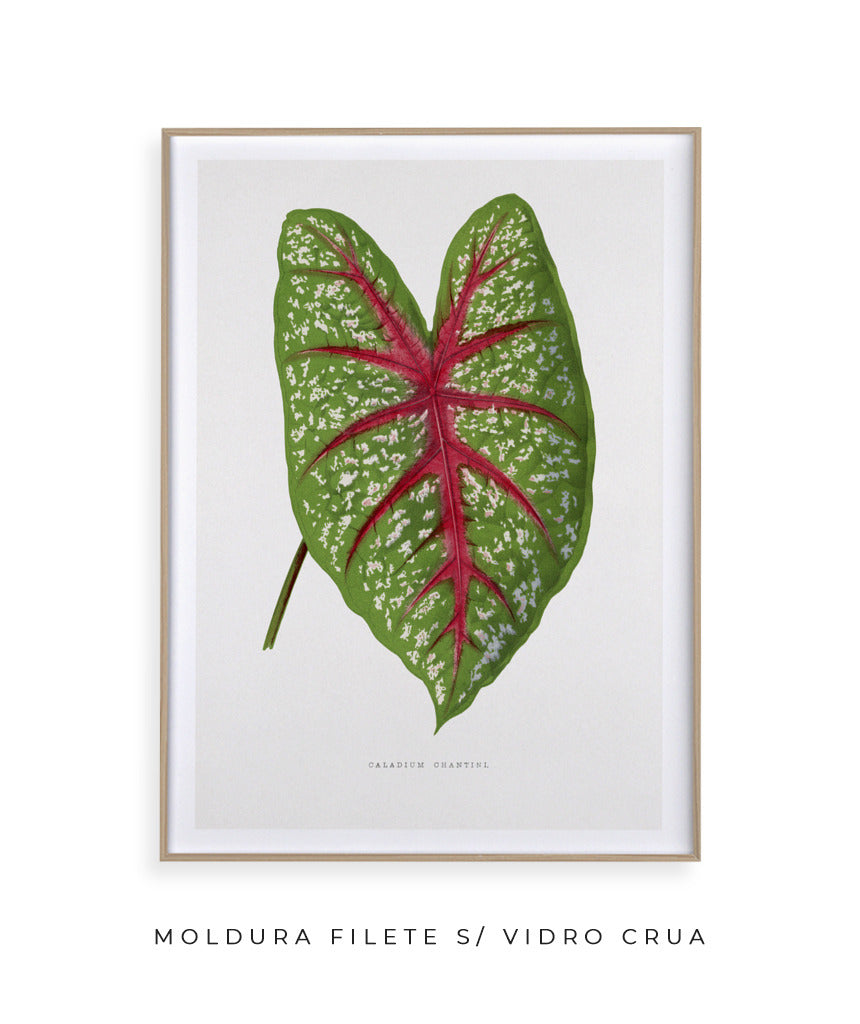 Folhas II