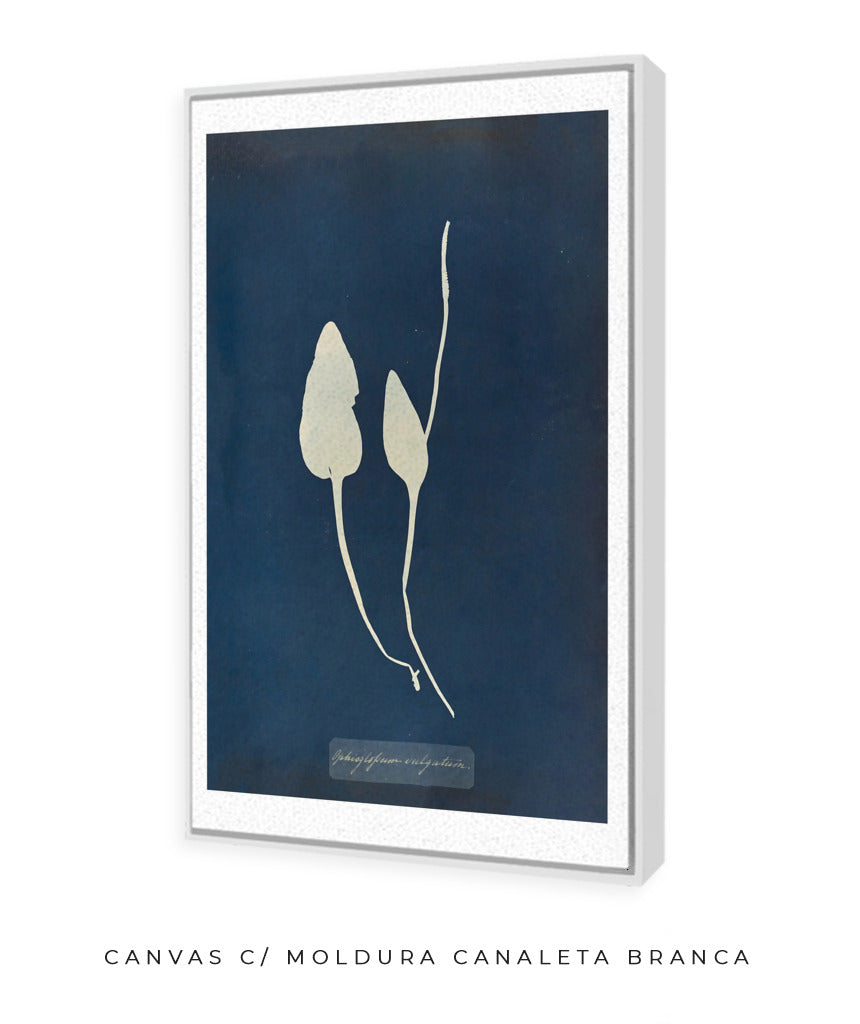 Anna Atkins III