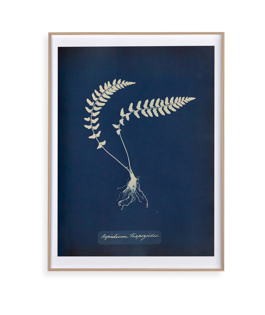Anna Atkins VIII
