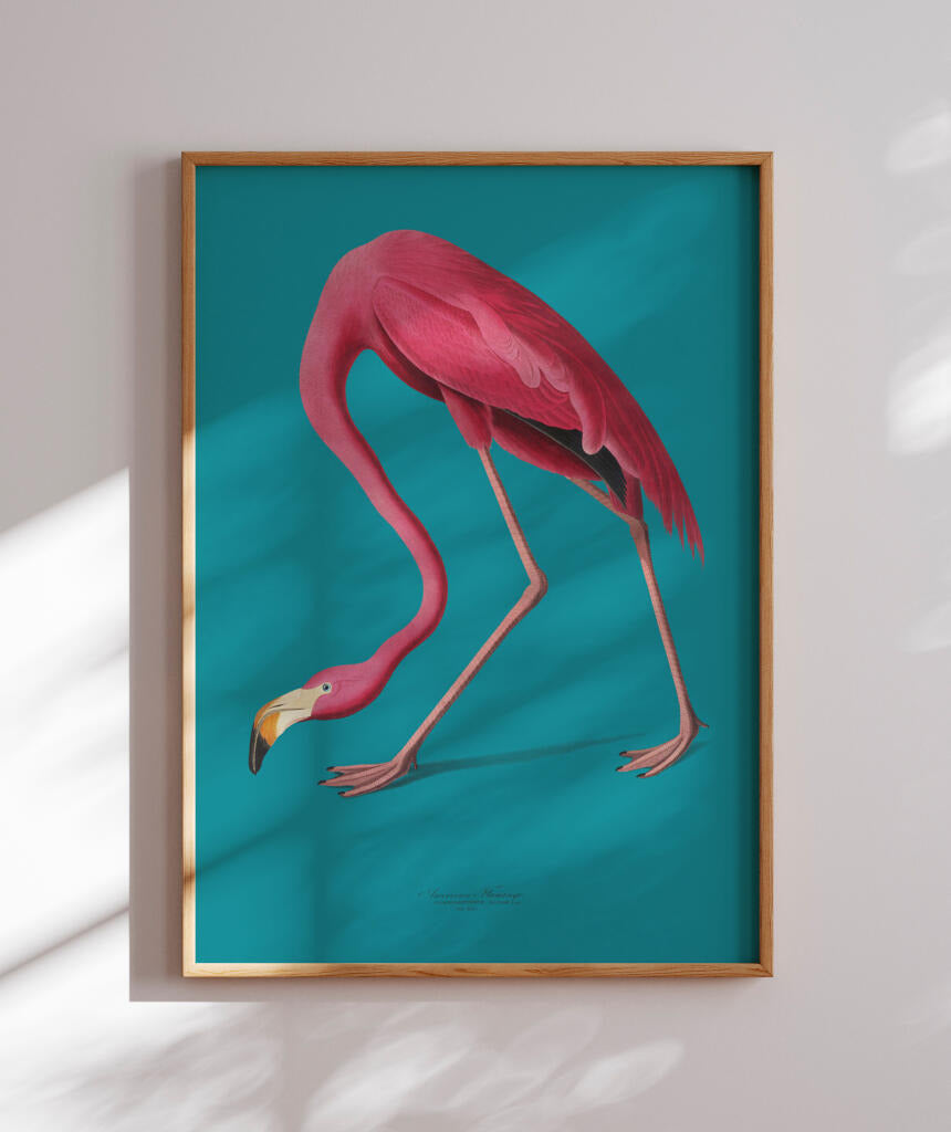 Flamingo
