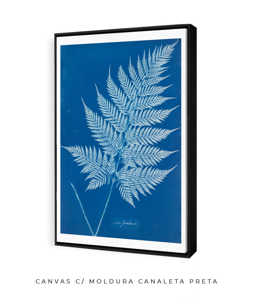 Anna Atkins II
