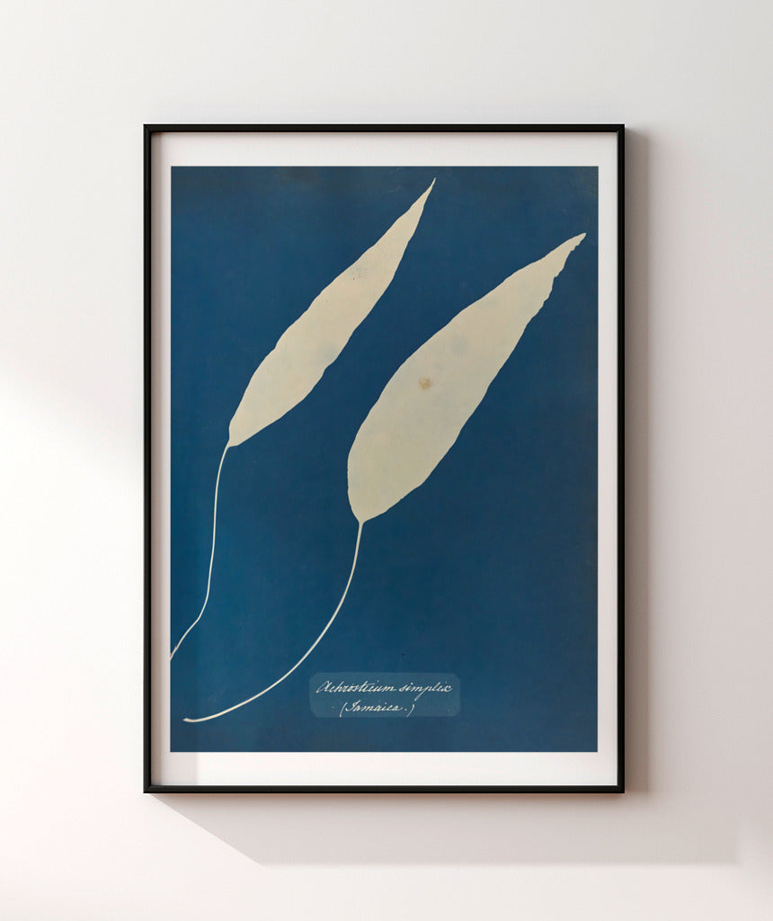 Anna Atkins V