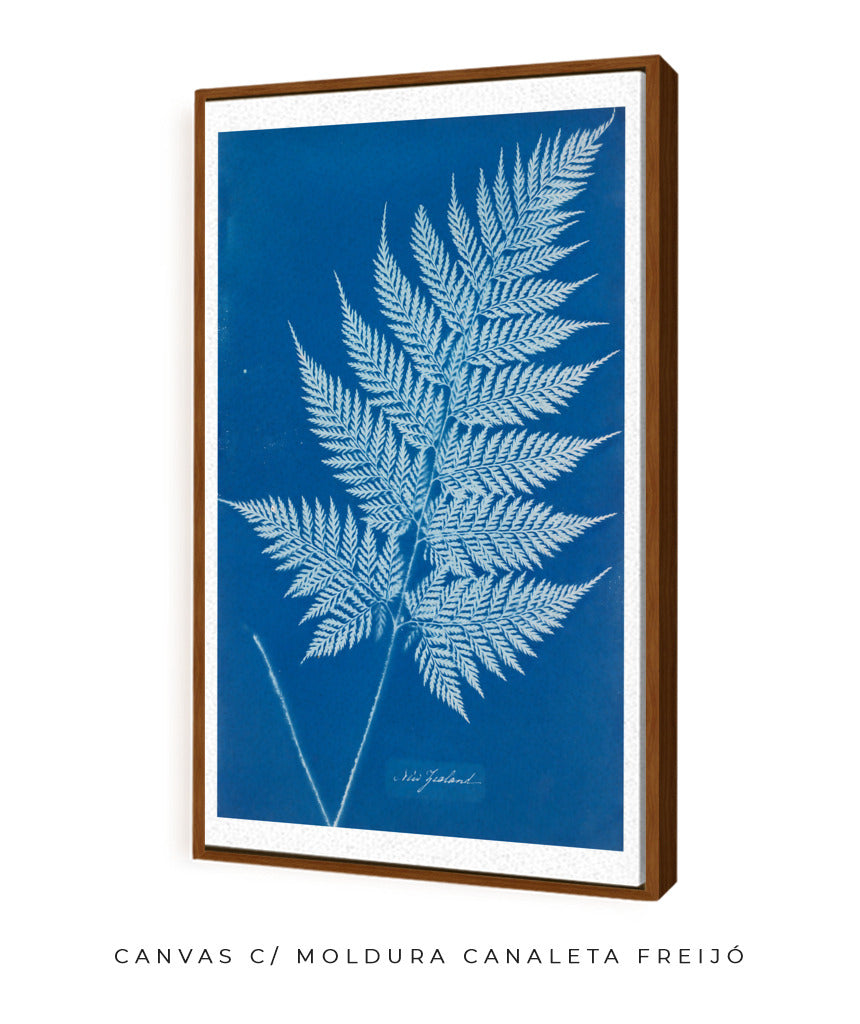 Anna Atkins II