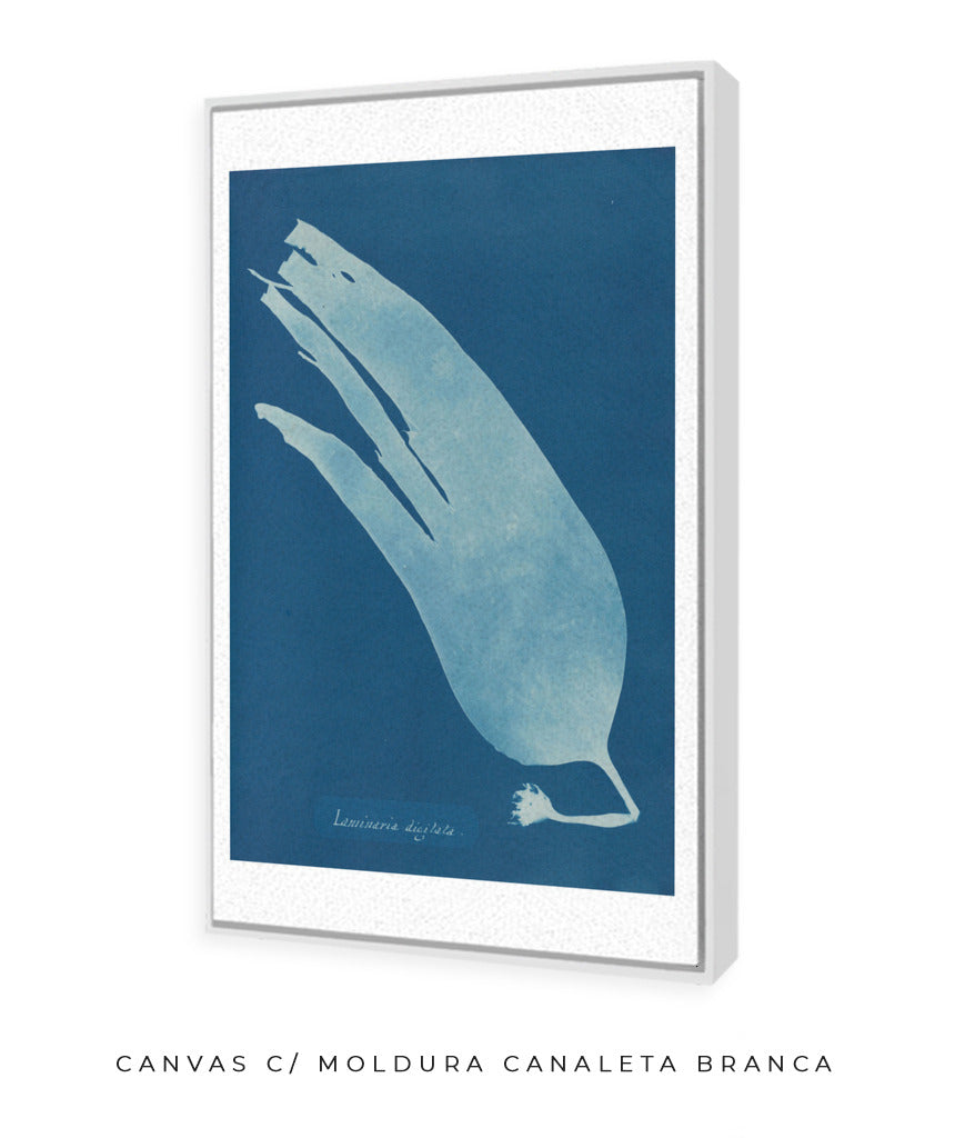 Anna Atkins I