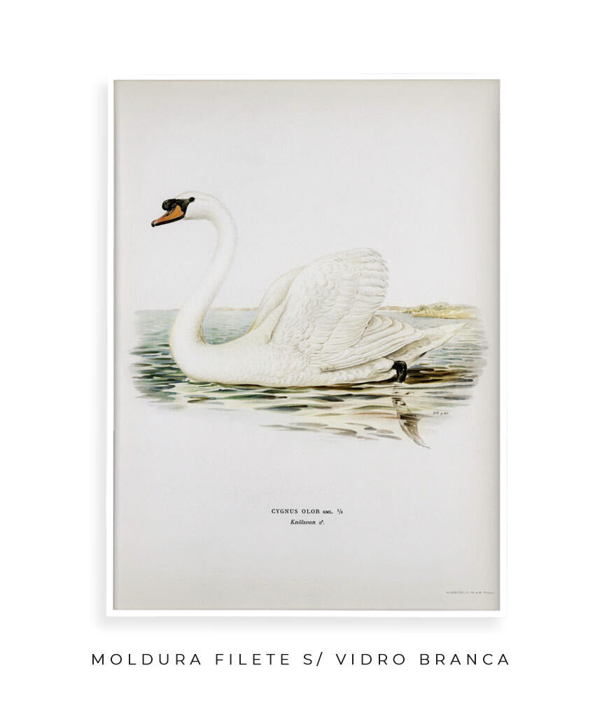 Cisne Branco II