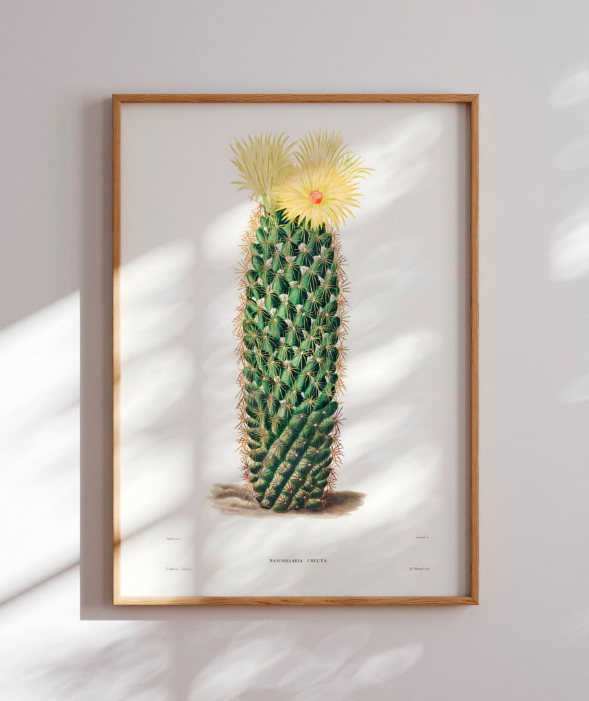 Mammillaria Erecta