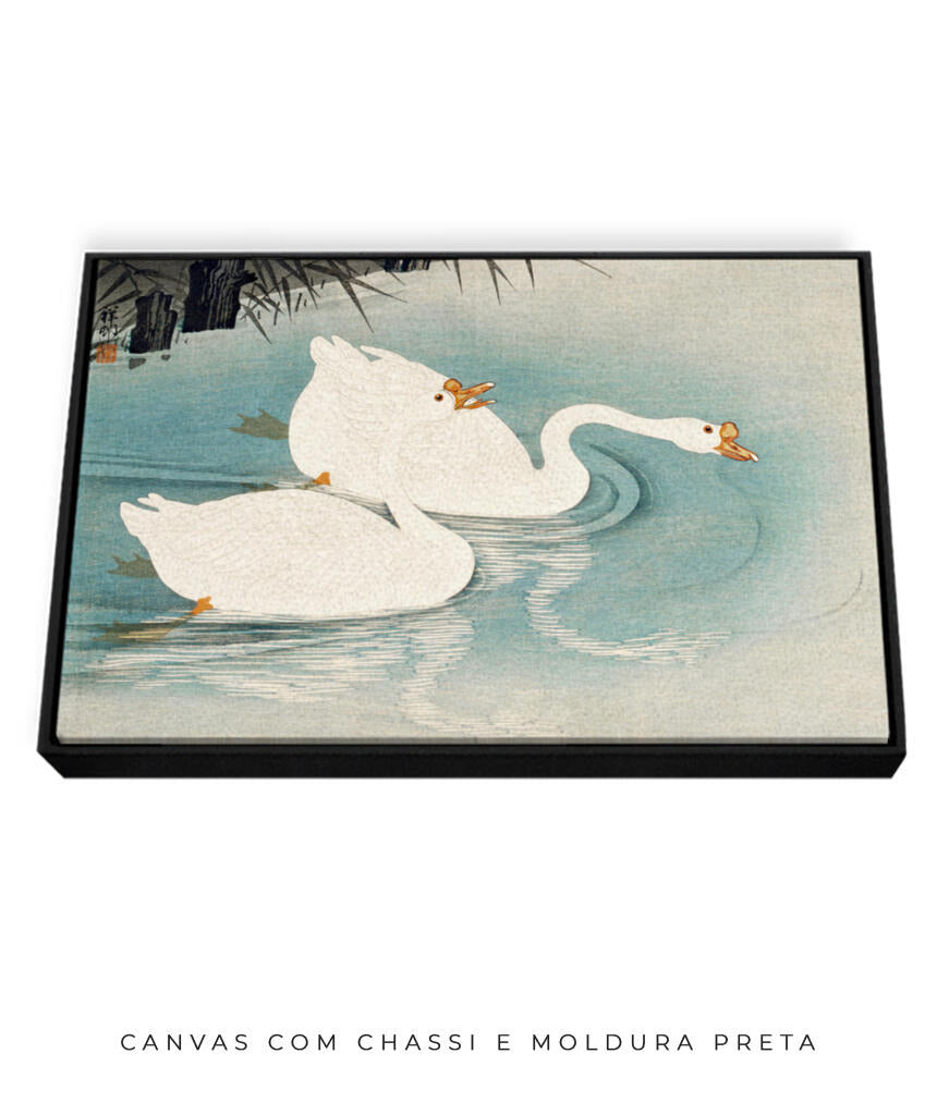 Os Cisnes