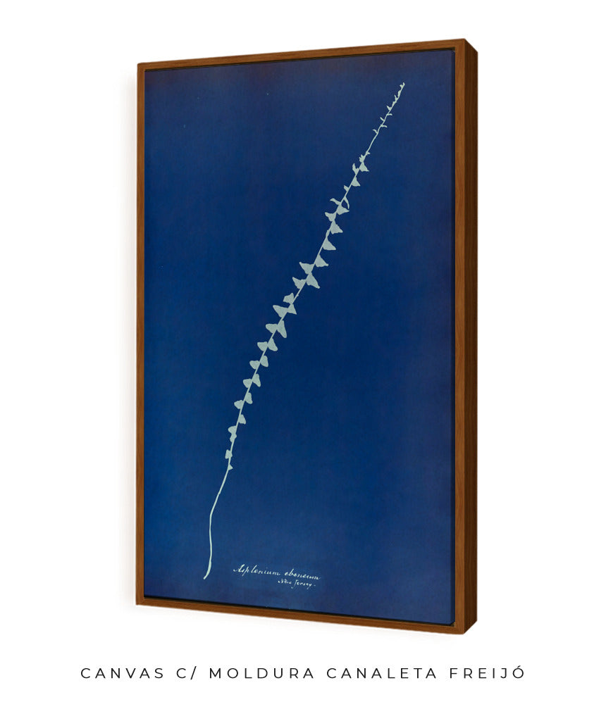 Anna Atkins VI