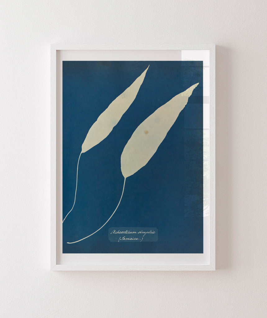 Anna Atkins V