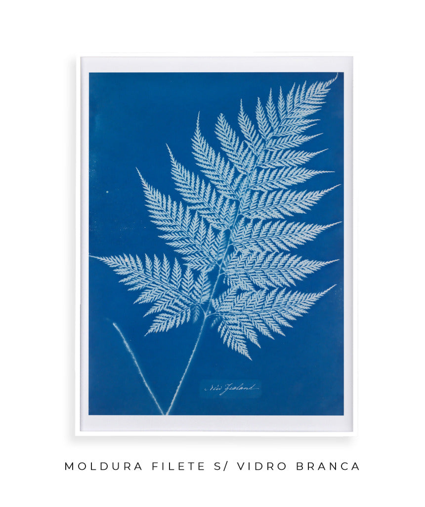 Anna Atkins II